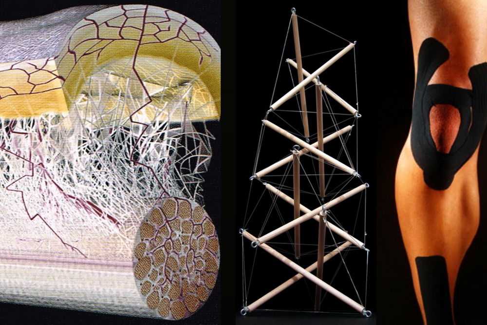 Жан-Клод Гимберто об архитектуре тела, фасции и кинезиотейпировании